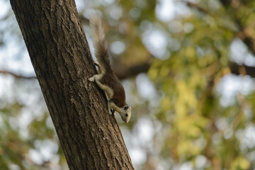 Thai Squirrel climbs the tree in the Wachirabenchathat park, Chatuchak, Bangkok, Thailand...