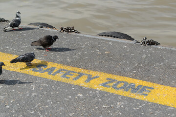 Pigeons stand near the yellow line represents the safety zone area on the pier.