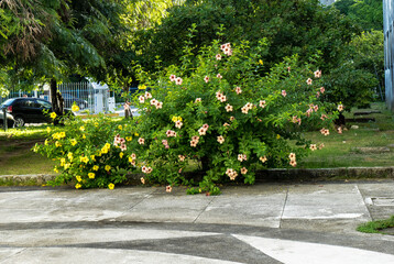 Hibiskusstrauch © thomasknospe