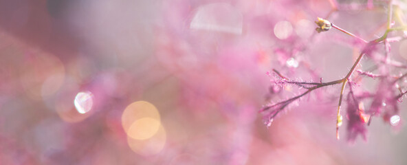 Naturhintergrund abstrakt mit feinen Zweigen und Wassertropfen in pink-orange- Banner, Header