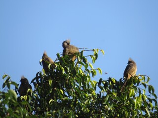 Mousebird, Johannesburg, South Africa, 2018