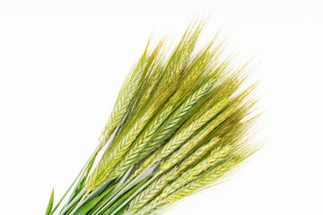 Green  wheat on white background.