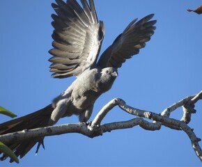 Lourie landing on a tree, Johannesburg, South Africa, 2018