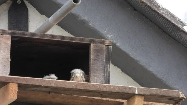 Turmfalke (Falco tinnunculus) 