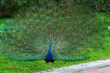 Obraz premium Beautiful well-groomed peacock fluffy a magnificent tail, flirts with a female