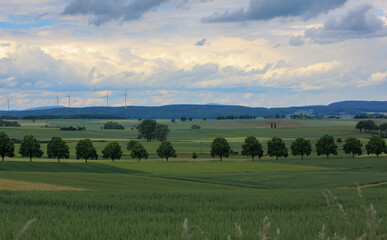 Allee bei Schr&ouml;ck