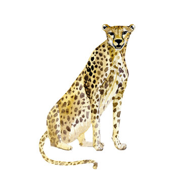 Watercolor wild Africa animals cheetah for poster, baby shower card, bridal shower card, greeting card, sticker. Big savannah cats.