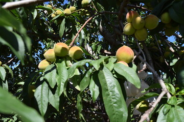 peaches on the tree