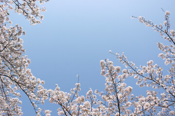 桜_0009
