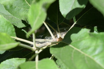 webs on leaf