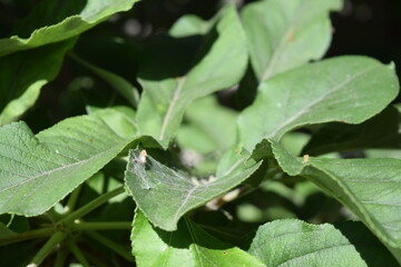 leaf