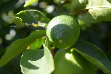Lime close up