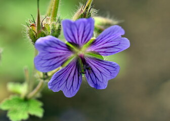 Nahaufnahme einer blauen Malvenblüte