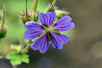Nahaufnahme einer blauen Malvenblüte