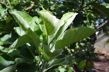 green leaves in the wind
