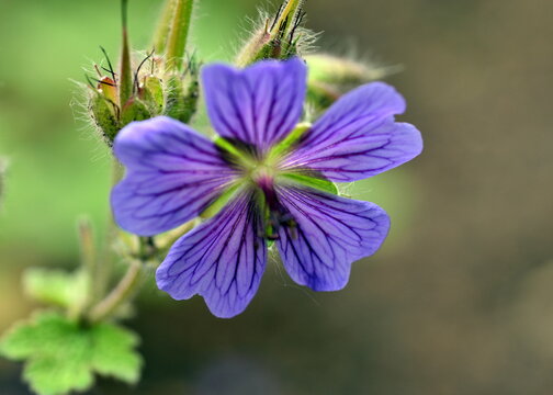 Nahaufnahme einer blauen Malvenbl&uuml;te
