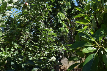 apple, peach, and avocado tree