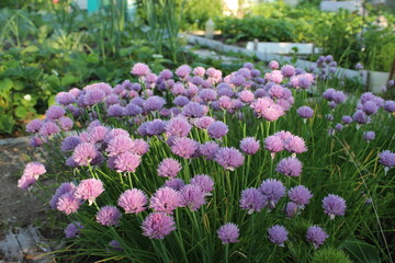 Blooming Schnitt-onion