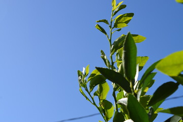 Fototapeta na wymiar leaves and blue sky