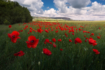 Picturesque huge field with red poppies under the blue sky with white clouds. Beautiful plain countryside summer landscape with blooming poppies and ripening ears of wheat.
