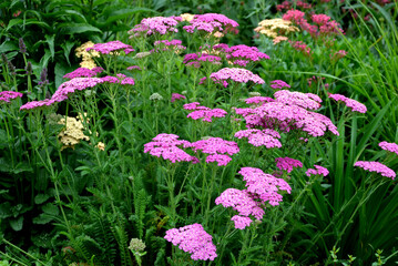  Yarrow is a blooming large number of lilac pink flowers that bloom into a light lavender pink. With a height of about 60 cm, it fits into the center of a perennial flowerbed © Michal