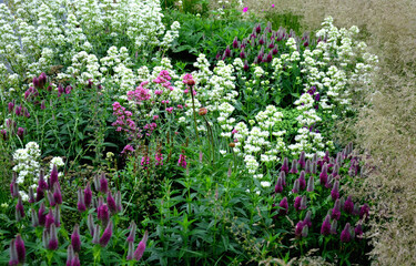 Red clover forms a dense clump of upright stems that grow from underground rhizomes in the prairie in the flowerbed abundantly blooms © Michal
