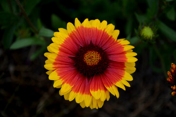 gaillardia aristata bijou Compact, dense perennial, toothed leaf edges. Flowers red edges yellow with a dark center for cutting. It prefers drier soils, not wet. Use in perennial beds, group plantings - obrazy, fototapety, plakaty