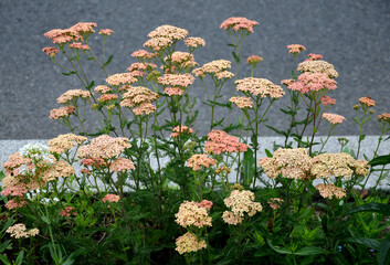 Yarrow is a blooming large number of lilac pink orange beige flowers that bloom into a light lavender pink. With a height of about 60 cm, it fits into the center of a perennial flowerbed © Michal