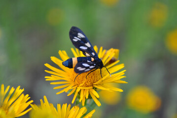 Doronicum plantagineum (the plantain leaved leopard's bane or plantain false leopardbane) blooming flowers with nine-spotted moth (yellow belted burnet, Amata phegea, Syntomis phegea), grass backgroun