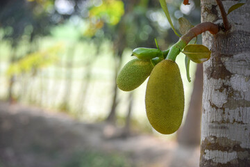 Jackfruits 