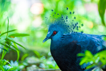 Unusual Crowned Pigeon in a green park. beauty of nature. Bird watching