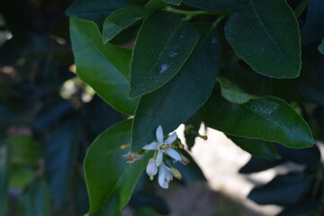 white flowers on a lime tree
