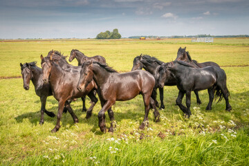 Beautiful black horses in the meadow in the spring in the Netherlands, province Friesland region Gaasterland
