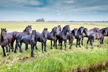 Beautiful black horses in the meadow in the spring in the Netherlands, province Friesland region...
