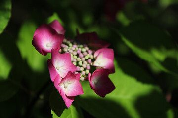 Ortensia, dettagli dei fiori in un luminoso mattino di primavera