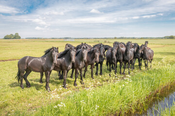 Beautiful black horses in the meadow in the spring in the Netherlands, province Friesland region Gaasterland
