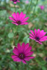 Obraz premium Close-up of beautiful purple Osteospermum or african daisy pink flowers in the garden