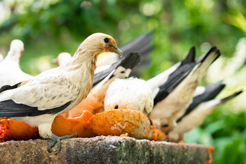 A flock of pigeons eating papaya in a manger. Bird watching