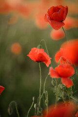 Naklejka premium Bliska selektywnej ostrości na czerwone maki