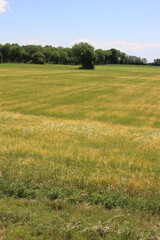 Green wheat field on springtime in the northern Italy. Agricultural field landscape