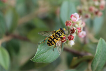 German wasp or German yellowjacket on a pink Cotoneaster flower on branch. Vespula germanica in the garden