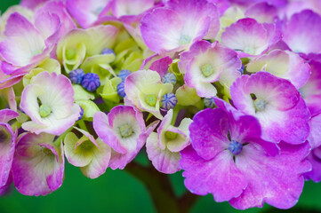 鮮やかに色づく紫陽花