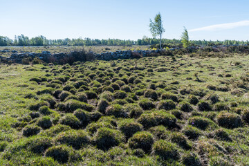 Tufted wetland in spring season