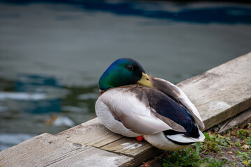 Male duck rests on the side of the water, province Friesland region Gaasterland