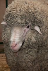 Obraz premium Head Merino - woolly breed of sheep in paddock on farm