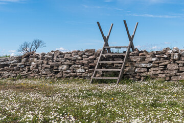 Blossom Bellis perennis by a dry stone wall with a wooden stile