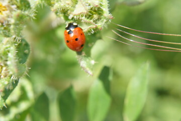 A red ladybug on a green leaf. The nature is beautiful.