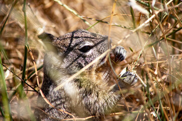 A Squirrel in Dry Brush