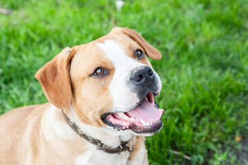 Staffordshire Terrier half-breed on the background of green grass. Portrait of a thoroughbred adult male on a green lawn.