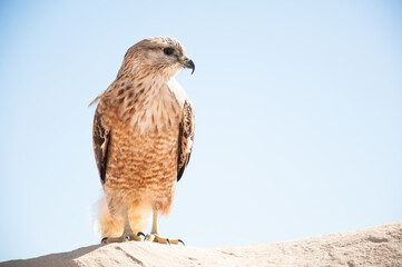 Photo of hawk living in the desert
